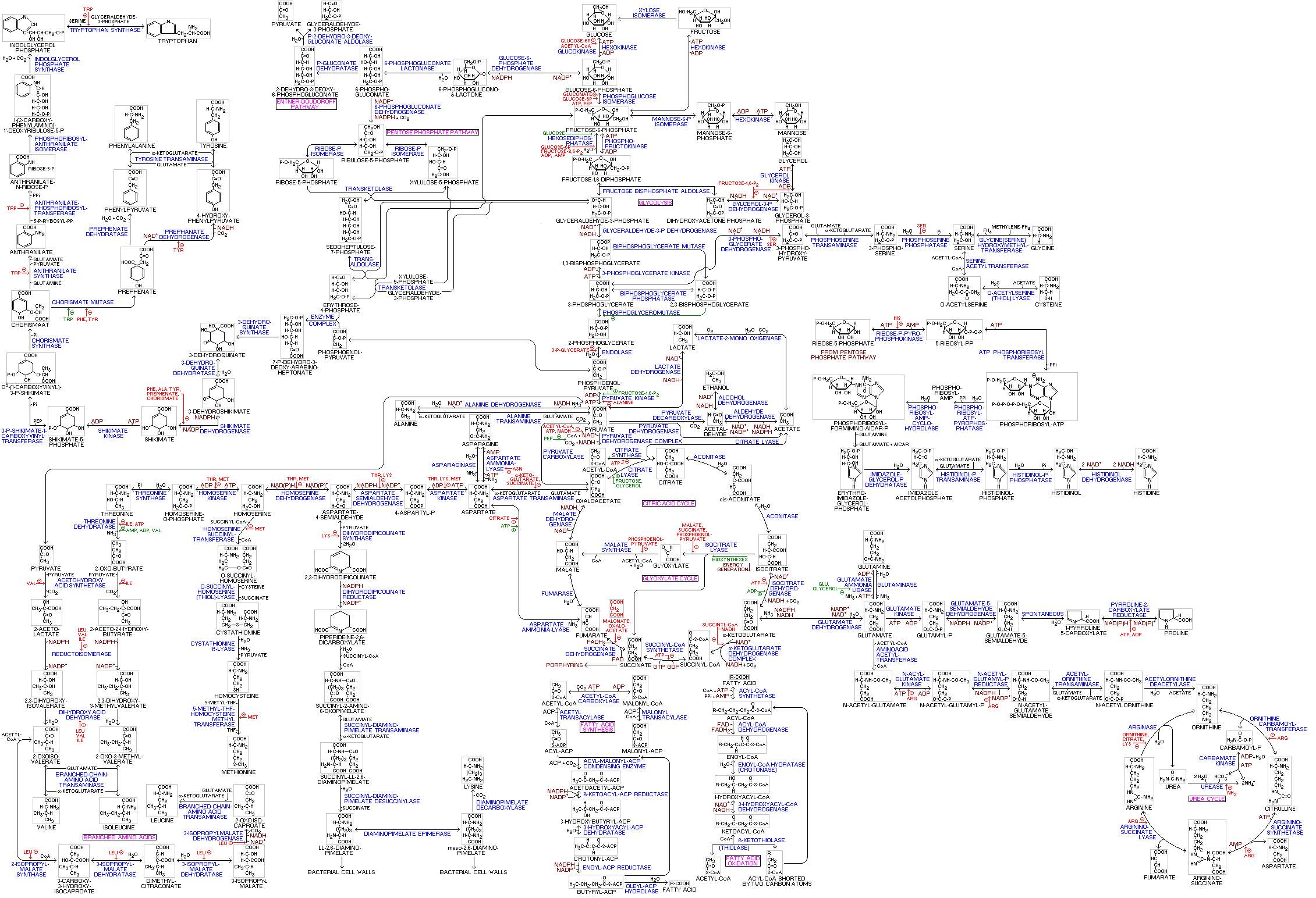 Biochemical Pathways Chart
