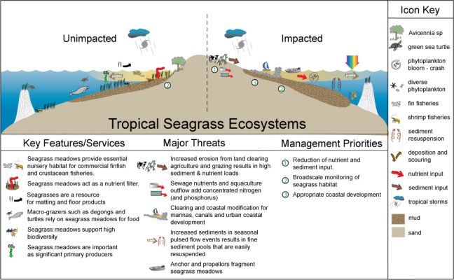 text: tropicalseagrassecosystemthreatslandscape